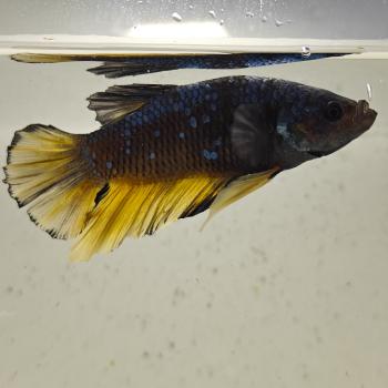 betta splendens man