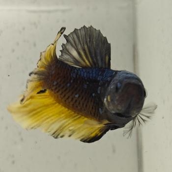 betta splendens man