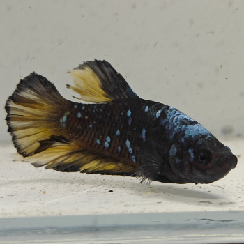 betta splendens man