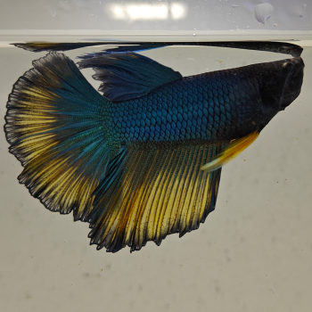betta splendens man