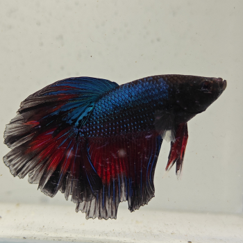 betta splendens man