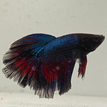 betta splendens man
