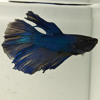 betta splendens man
