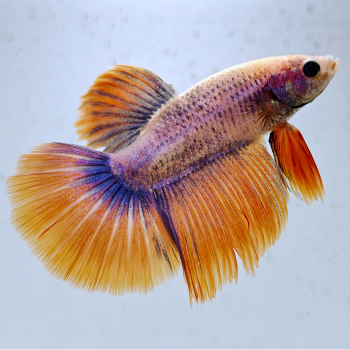 betta splendens man