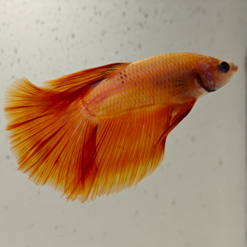betta splendens man