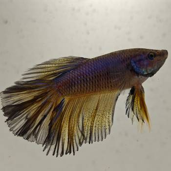 betta splendens man