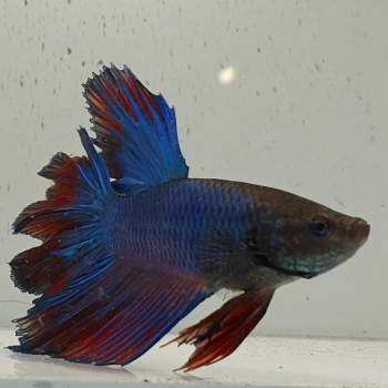 betta splendens man