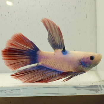 betta splendens man