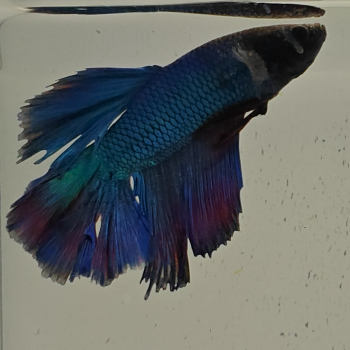 betta splendens man