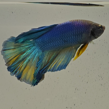 betta splendens man