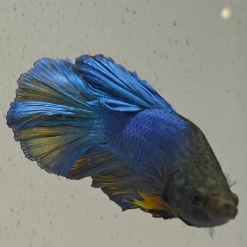 betta splendens man