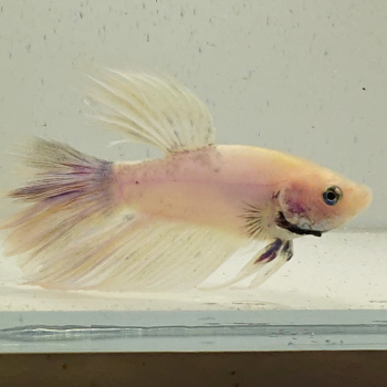 betta splendens man
