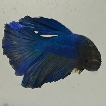 betta splendens man