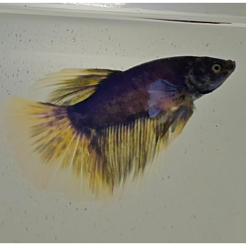 betta splendens man