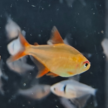 Hyphessobrycon sp. Mzuel