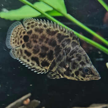 Ctenopoma acutirostre