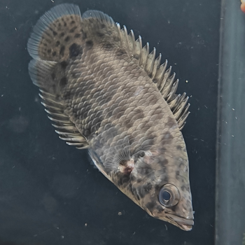 Ctenopoma acutirostre