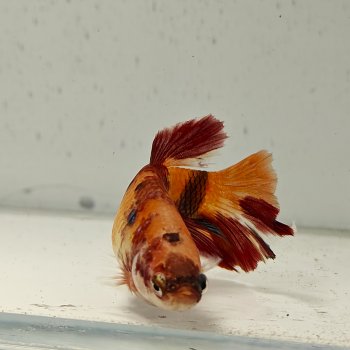 betta splendens (vrouw) giant