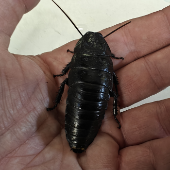 Gromphadorhina portentosa