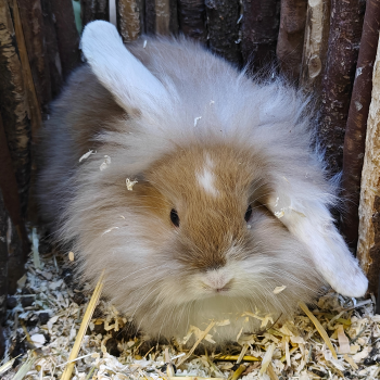 hangoor vos konijntje