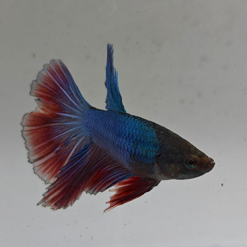 betta splendens man
