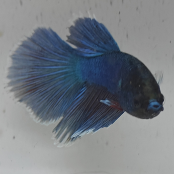 betta splendens man