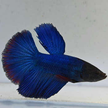 betta splendens man