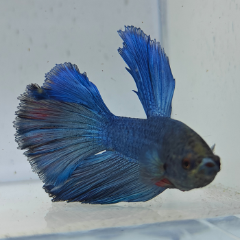 betta splendens man