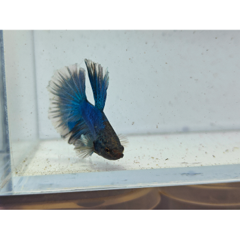 betta splendens man