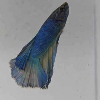 betta splendens man