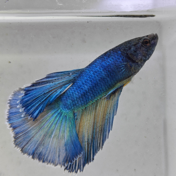 betta splendens man