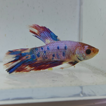 betta splendens man