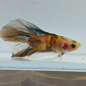 betta splendens man