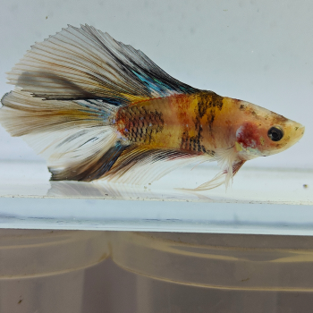 betta splendens man
