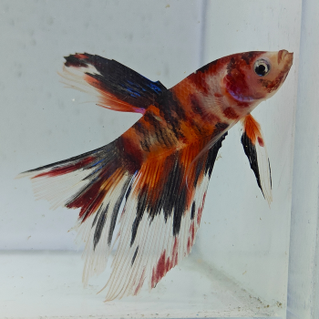 betta splendens man