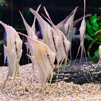 pterophyllum altum inirida