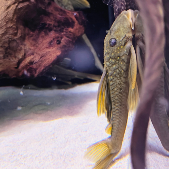 L-200  baryancistrus demantoides