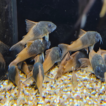 hoplisoma sp. aff. concolor CW217