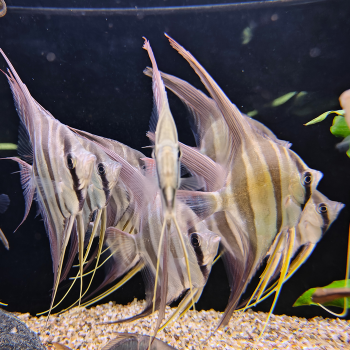 pterophyllum altum inirida
