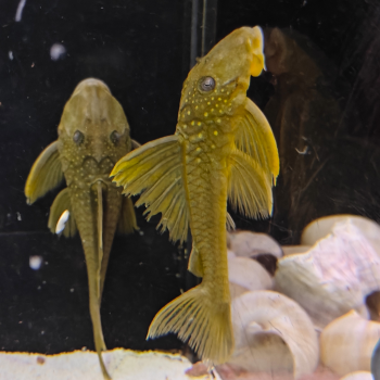 L-200  baryancistrus demantoides