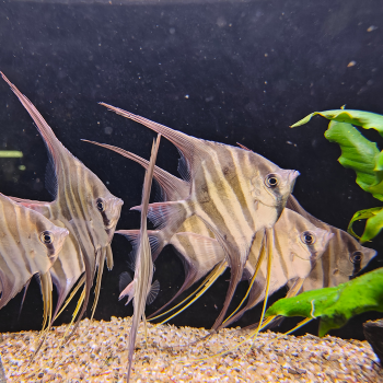 pterophyllum altum inirida