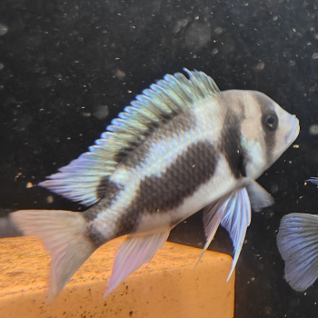 cyphotilapia frontosa (black widow)