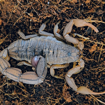 Hottentotta hottentotta