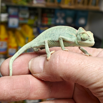 Chamaeleo calyptratus