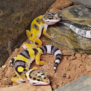 Eublepharis macularus