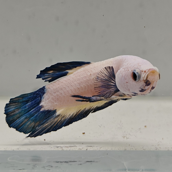 betta splendens man