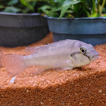 Orthochromis stormsi