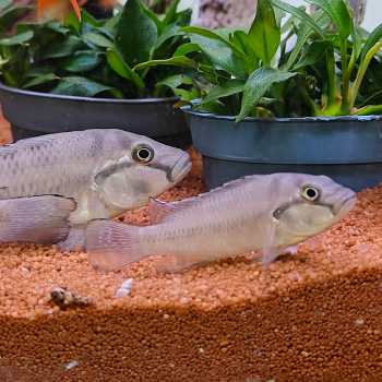 Orthochromis stormsi