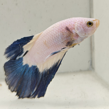 betta splendens man