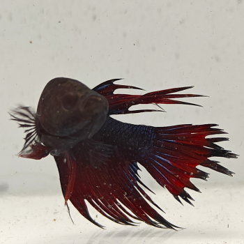 betta splendens man